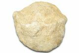 Unprepped Jurassic Sea Urchin (Clypeus) Fossil - England #325951-1